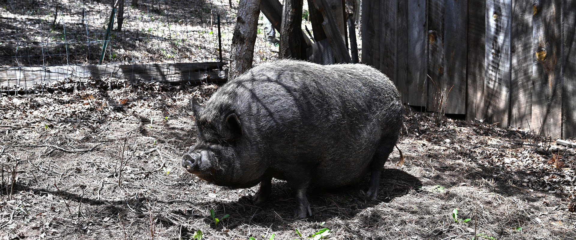 Mozie: The Grey Pig